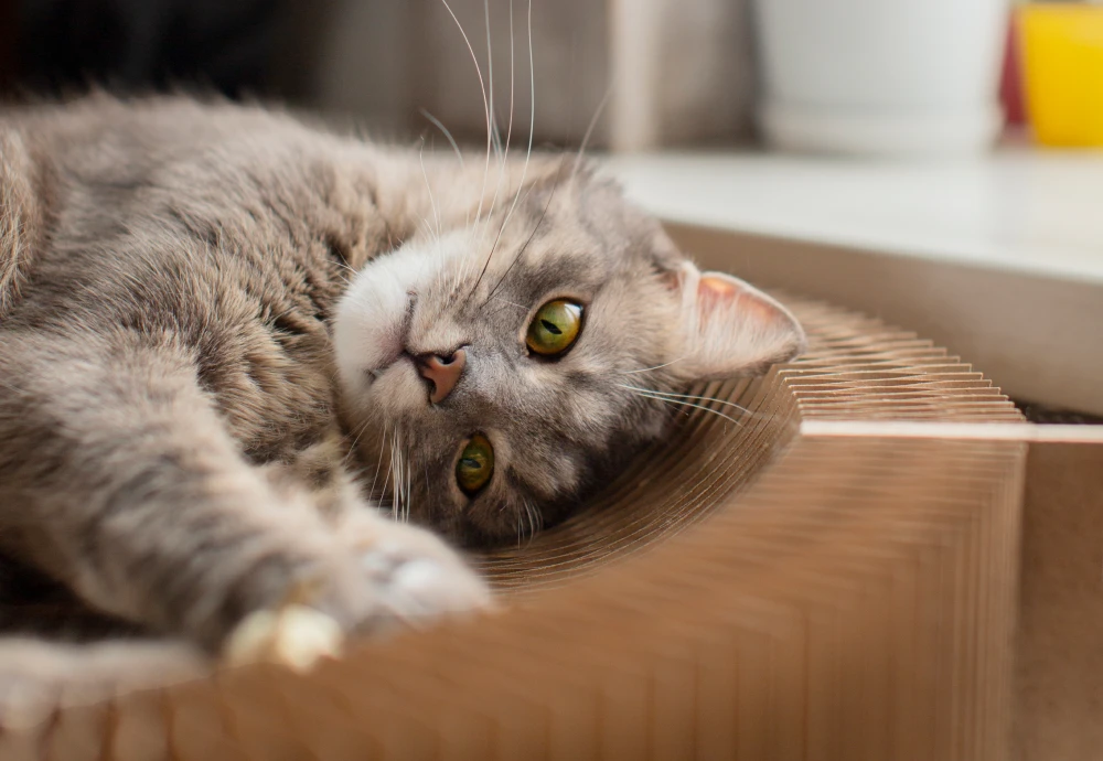 best in home pet camera